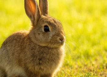 ChatGPT Image Generator: Creating Fake Receipts Easily