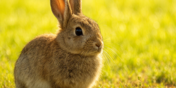 ChatGPT Image Generator: Creating Fake Receipts Easily